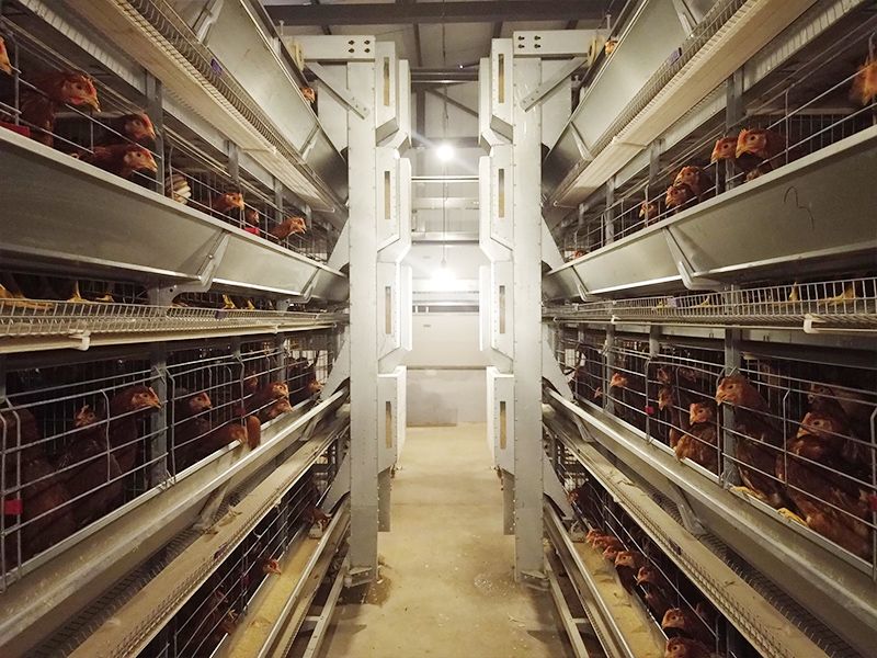 層疊式自動化蛋雞養殖設備