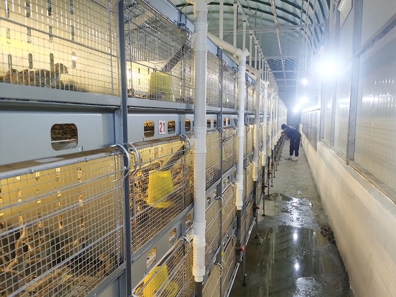 層疊式自動化鵪鶉養殖設備